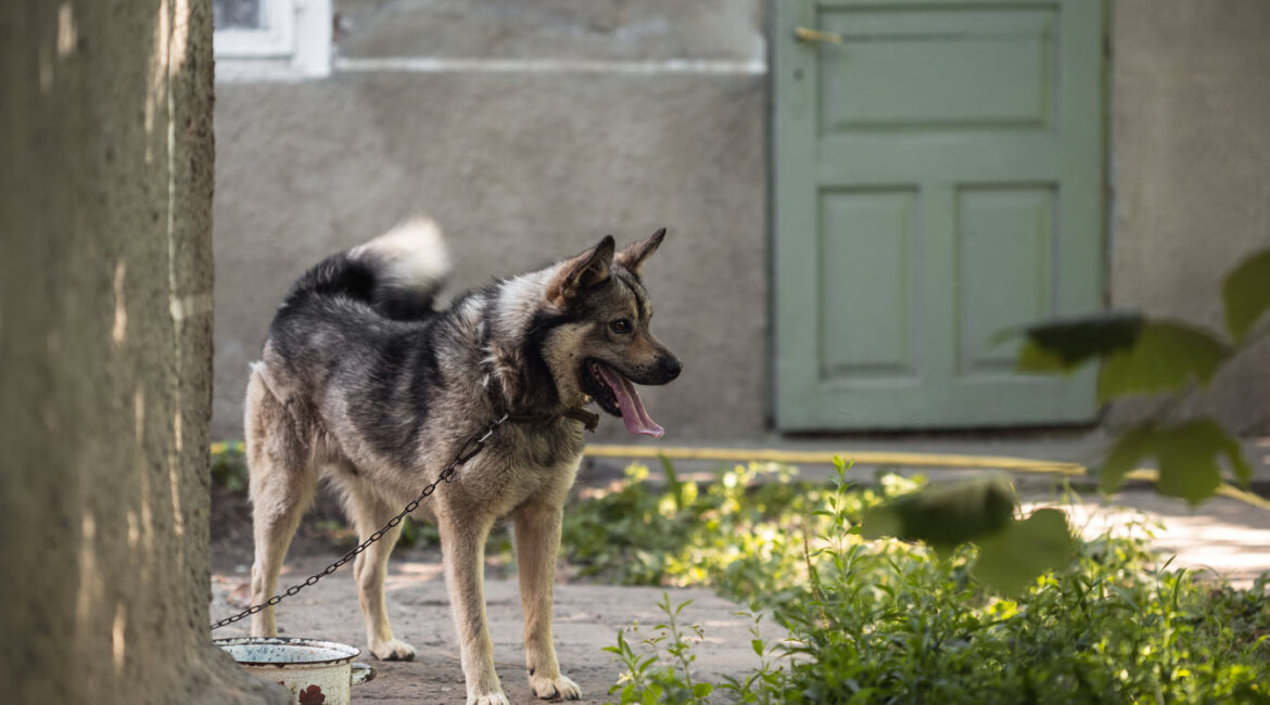 injured by a dog bite in Shepherdsville Bullitt County or Greater Louisville